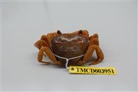 藏品(拉氏清溪蟹)的圖片